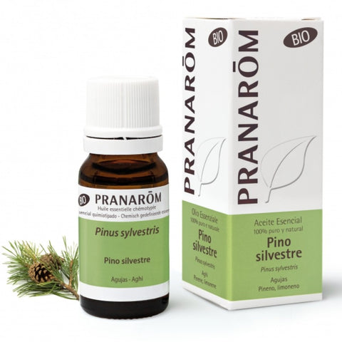 Comprar online PINO SILVESTRE AGUJAS 10 ml BIO de PRANAROM. Imagen 1