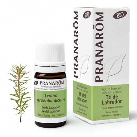 Comprar online TE DE LABRADOR RAMA FLORI 5 ml BIO de PRANAROM. Imagen 1
