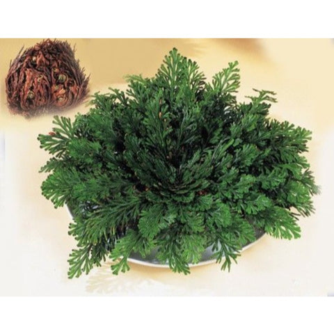 Comprar online ROSA JERICO UNIDAD de PINISAN. Imagen 1