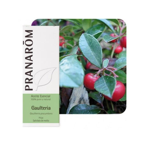 Comprar online GAULTERIA HOJA 10 ml de PRANAROM. Imagen 1