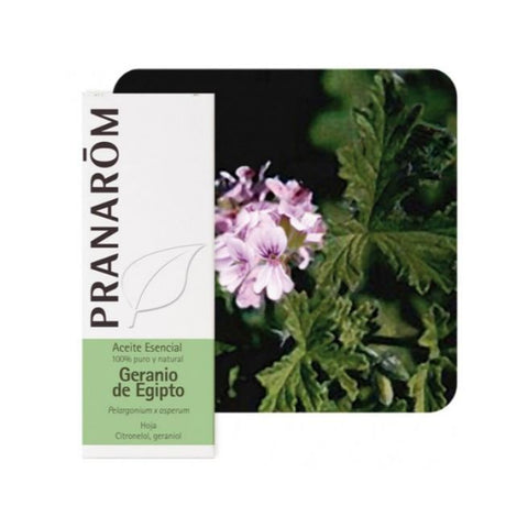 Comprar online GERANIO DE EGIPTO HOJA 10 ml de PRANAROM. Imagen 1